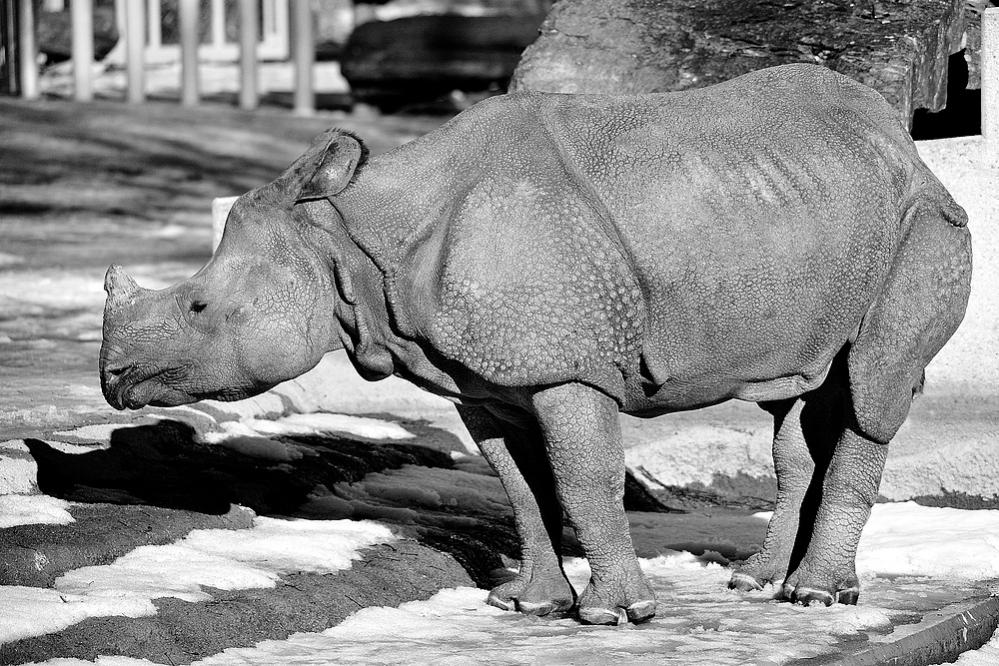 baby nashorn sw ct1
