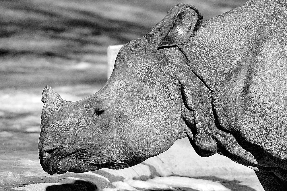 baby nashorn sw ct2