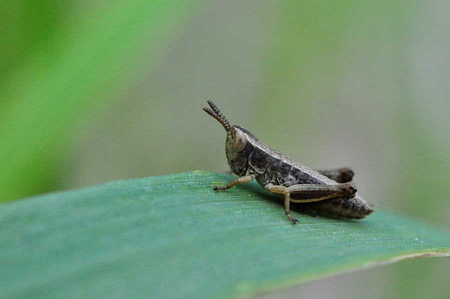 Babyhopper