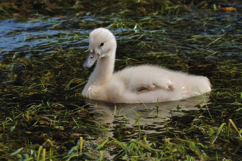 Babyschwan
