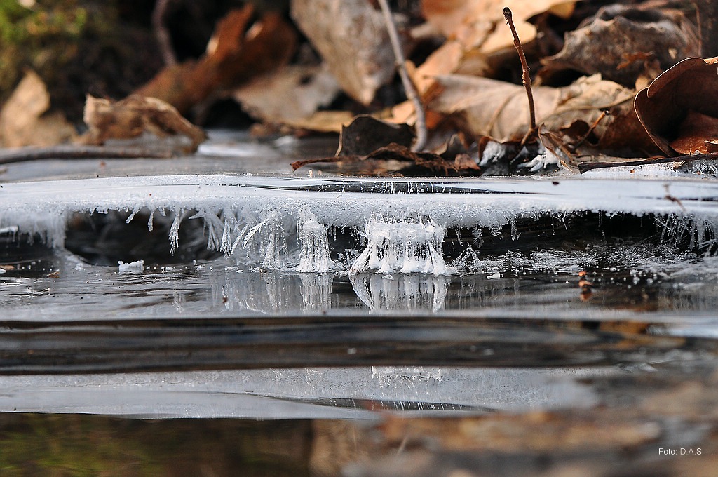 Bachlauf im Eis
070212_29