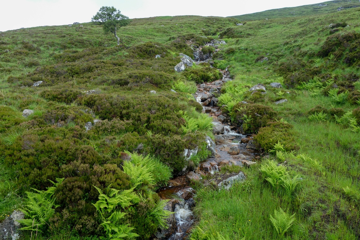 Bachlauf in den Highlands.jpg