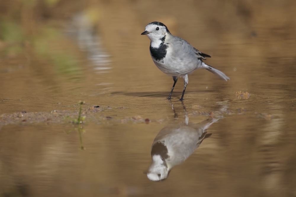 Bachstelze (Motacilla alba)