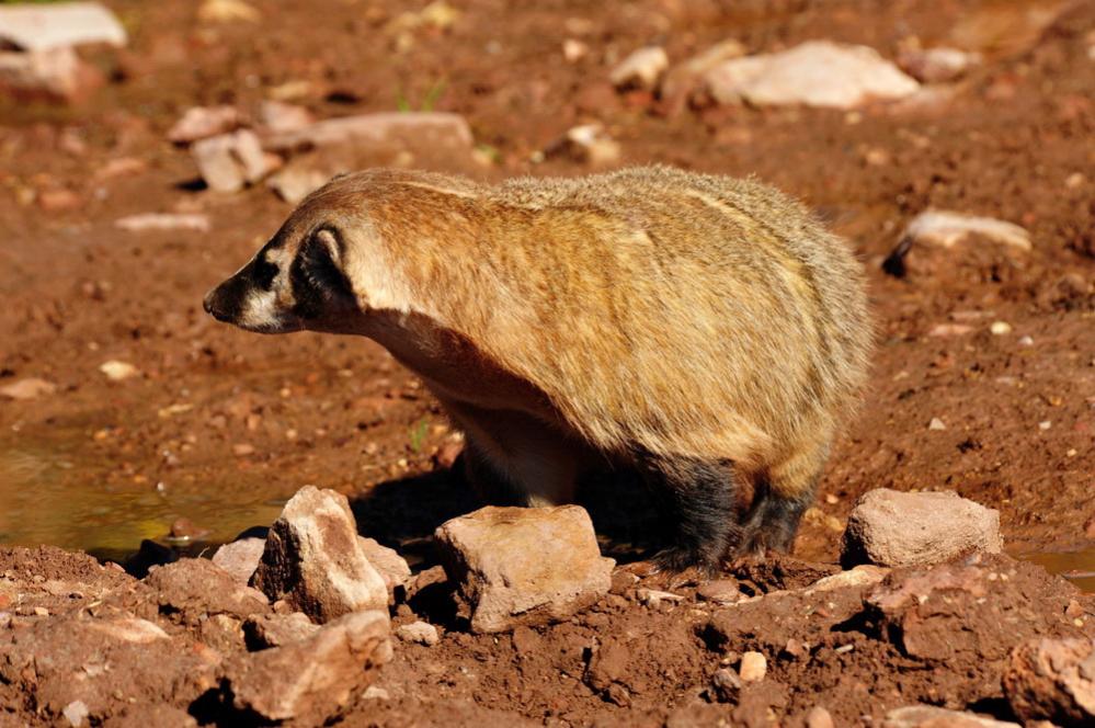 Badger