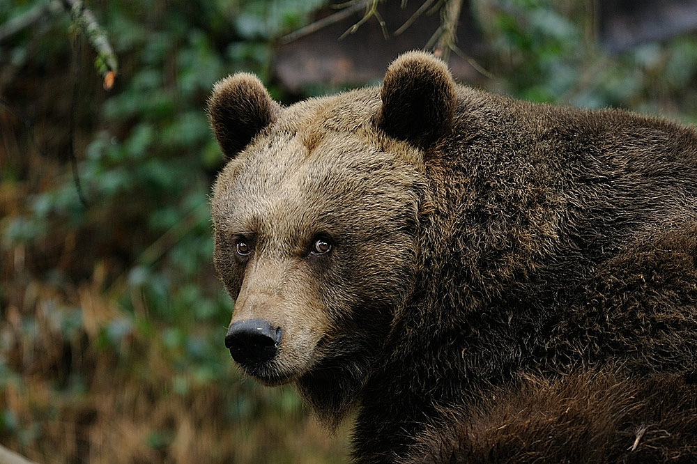 Baer Aus