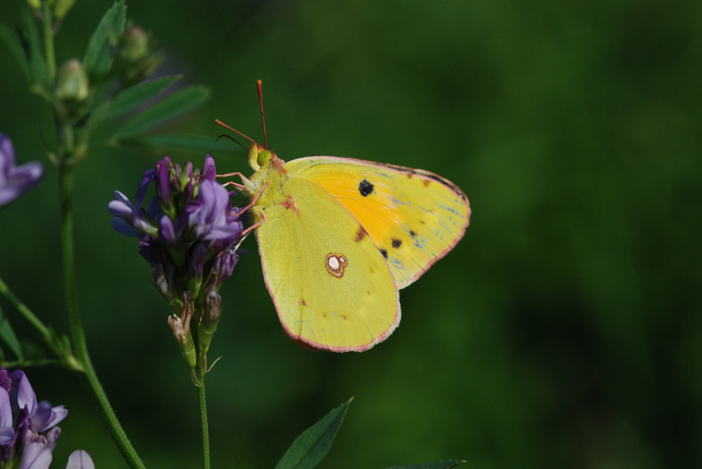 Bahlingen Schmetterlinge MV 013 WEB
