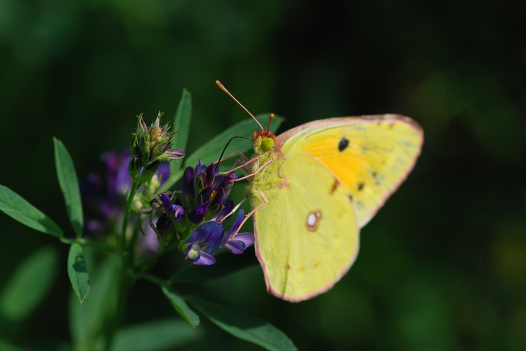 Bahlingen Schmetterlinge MV 015 WEB