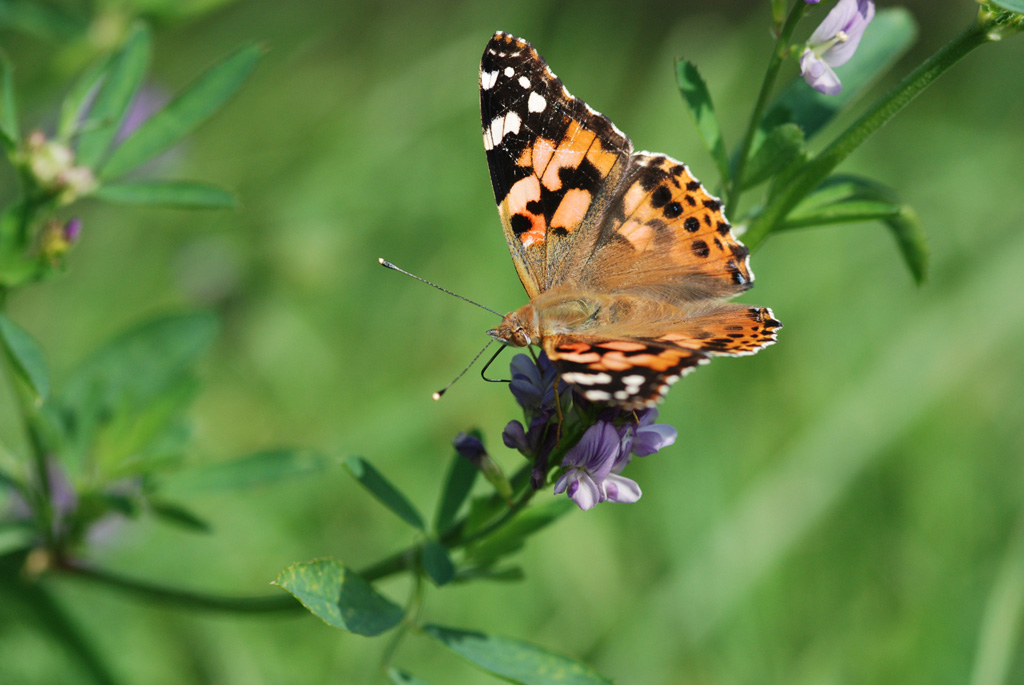 Bahlingen Schmetterlinge MV 019 WEB