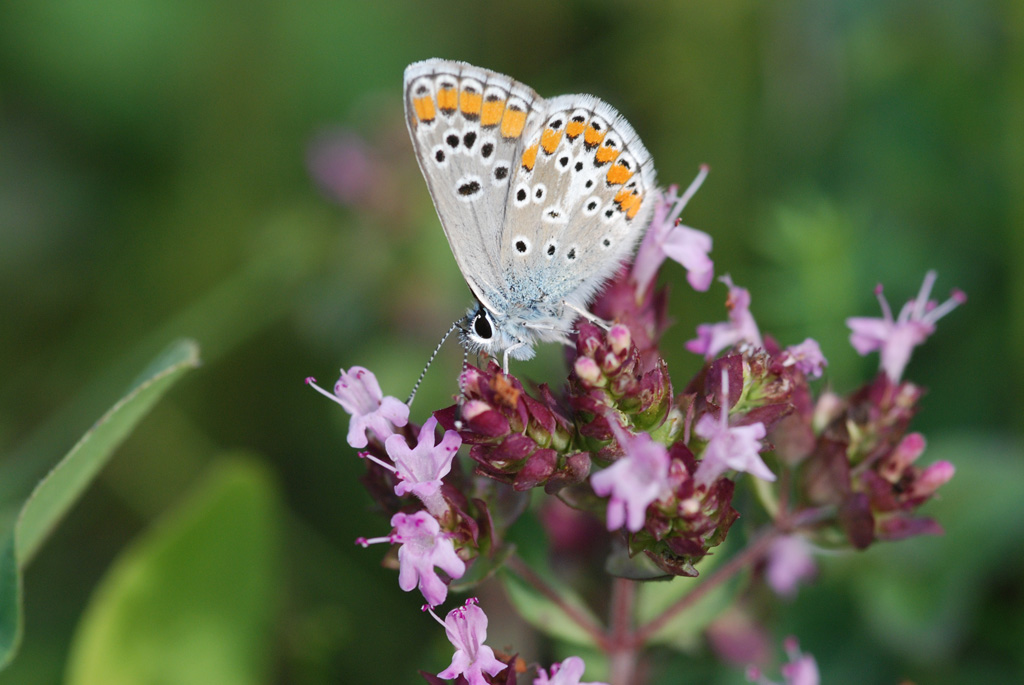 Bahlingen Schmetterlinge MV 066 WEB