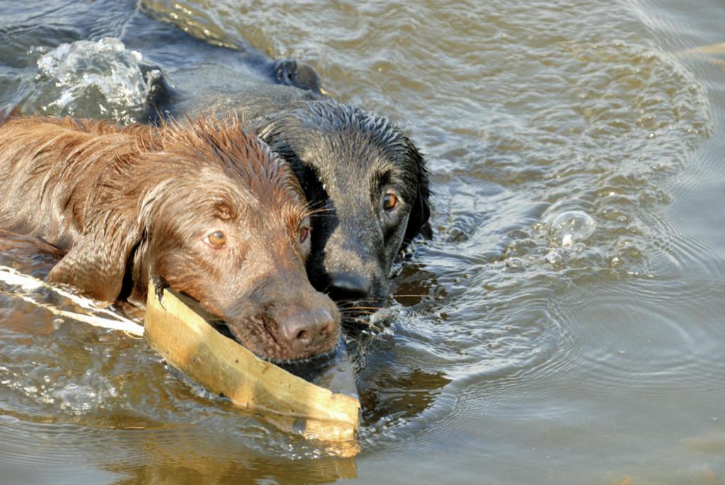 baimal schwimmt