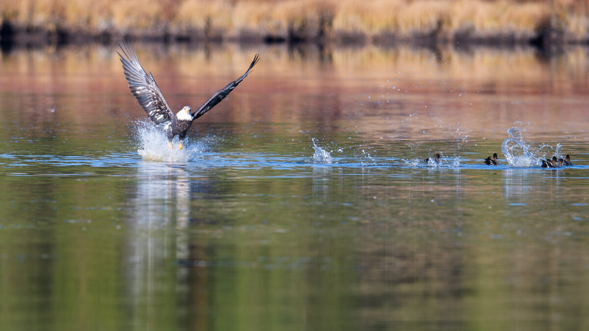 Bald_Eagle_Ducks-3.jpg
