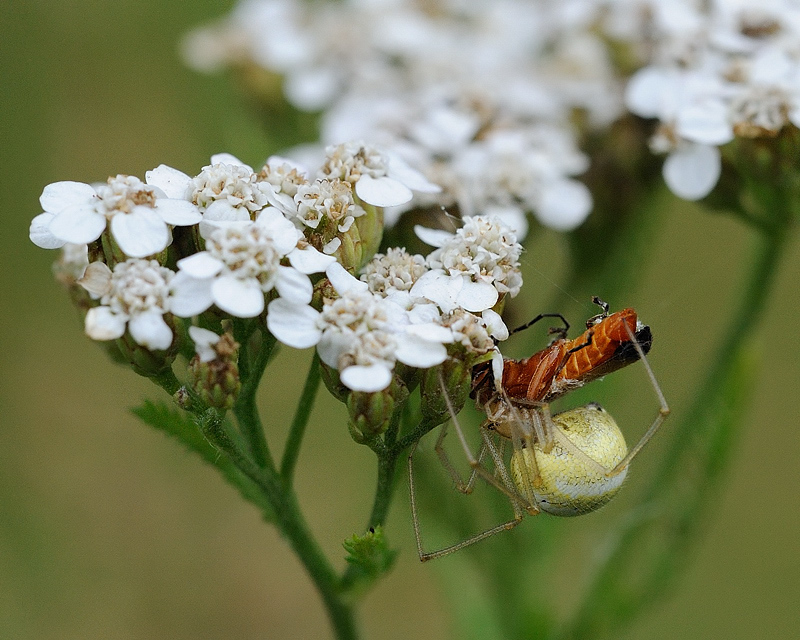 Baldachinspinne bereitet sich einen Weichkäfer (Rhagonycha fulva) 02