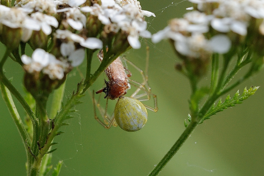 Baldachinspinne bereitet sich einen Weichkäfer (Rhagonycha fulva) 05
