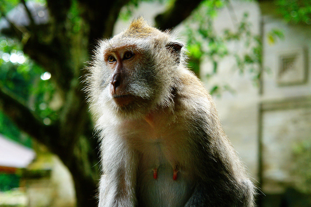 bali affe