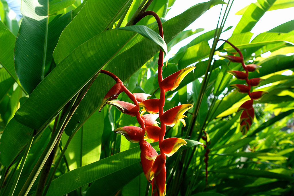 bali blume3