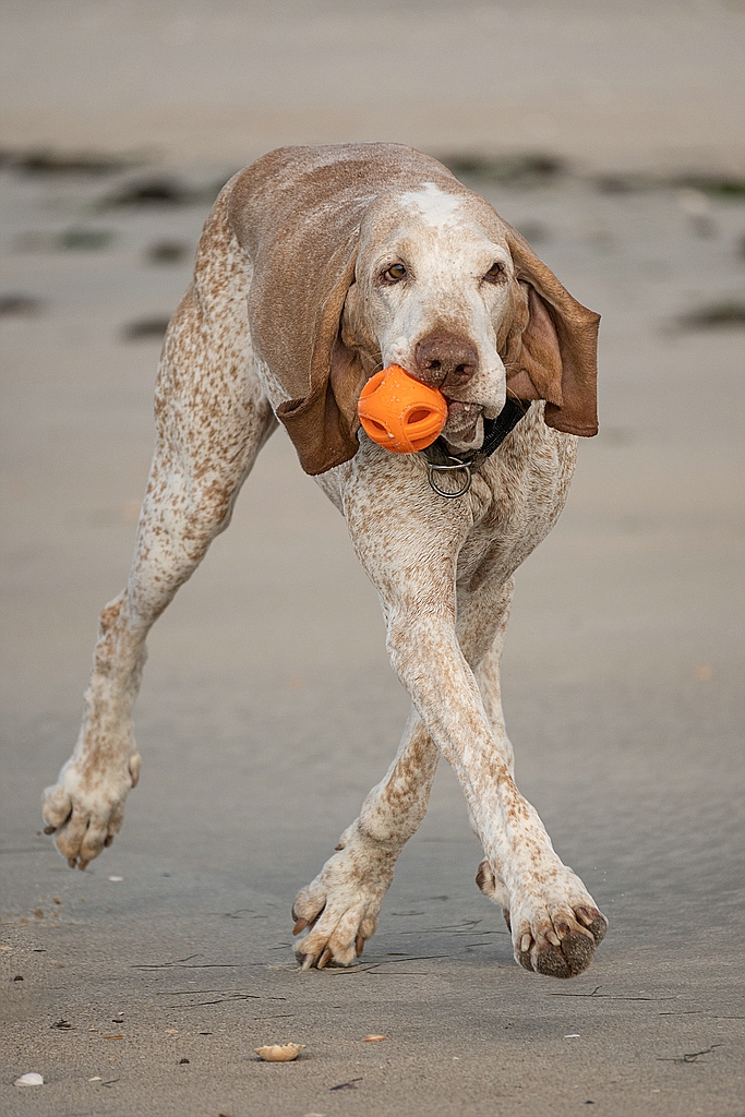 Ball-ett
