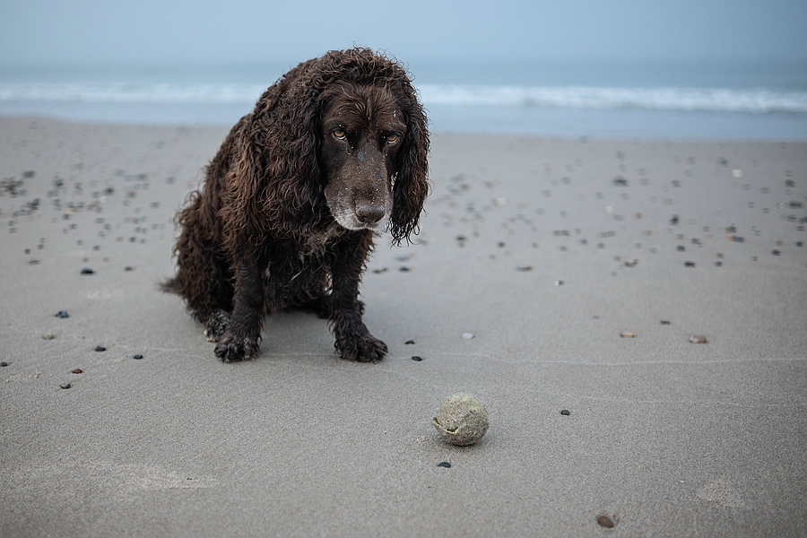Balljunkie