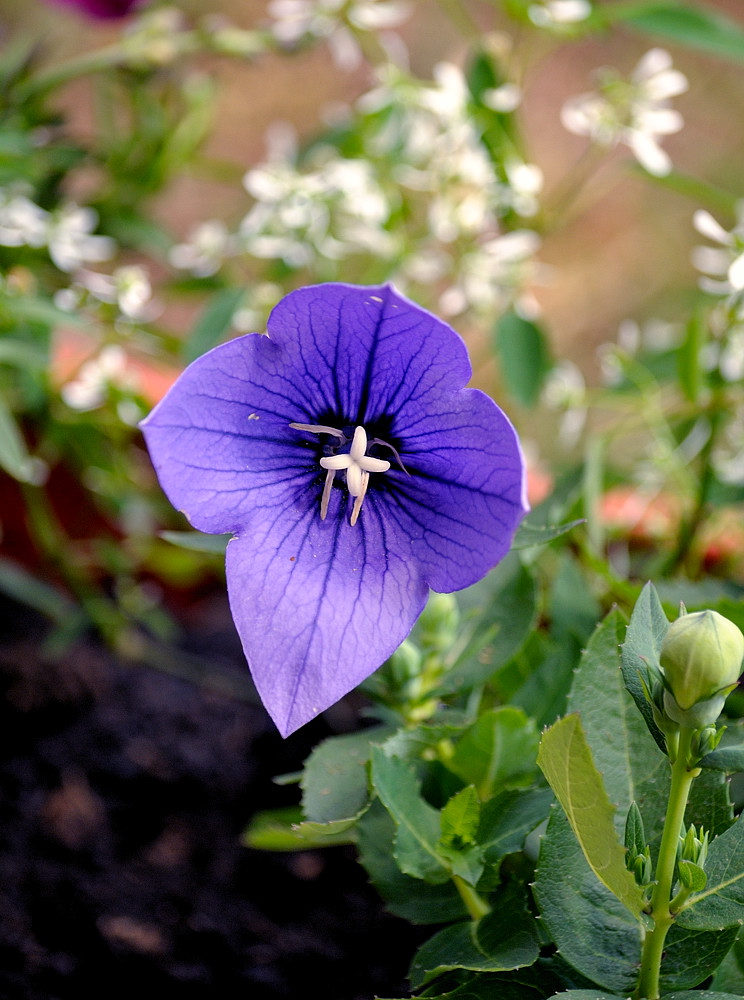 Ballonblume