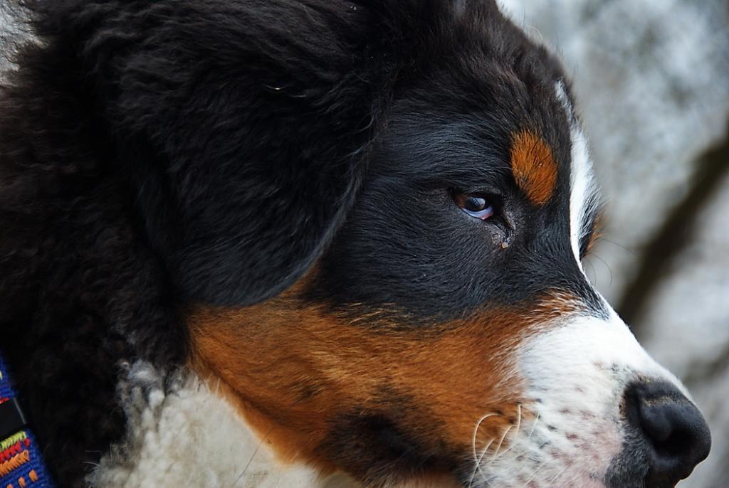 Balu, unser Familienzuwachs