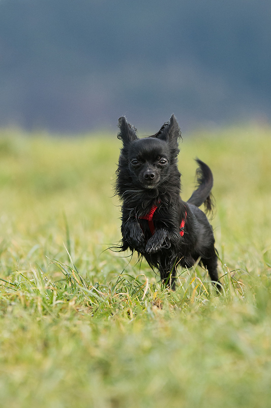 Balu