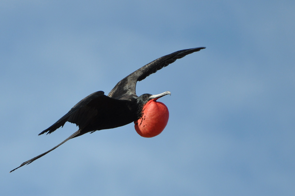 balzender männlicher Fregattvogel im Flug