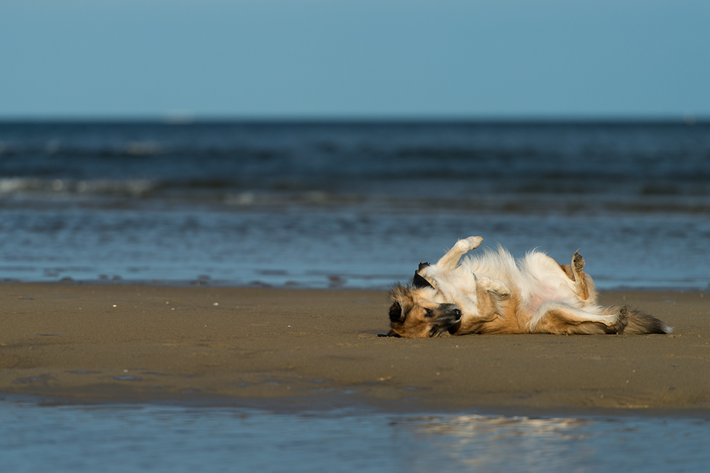 bambi am strand