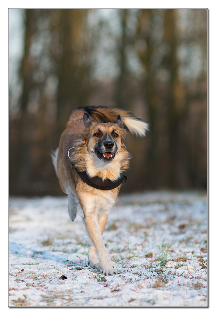 bambi draußen DC