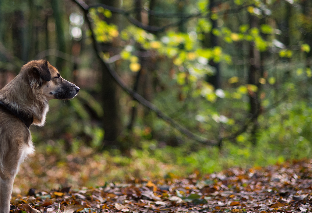 bambi geblendet