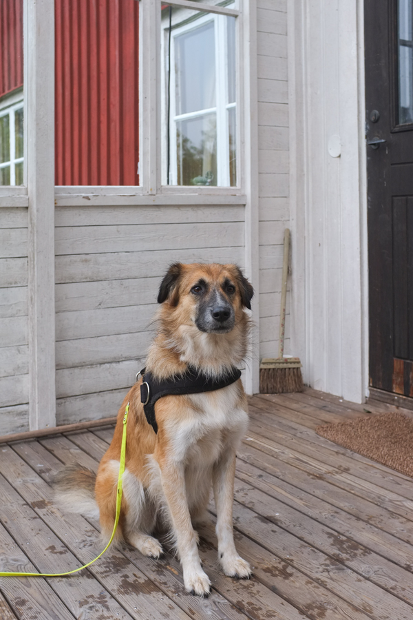 bambi in schweden2