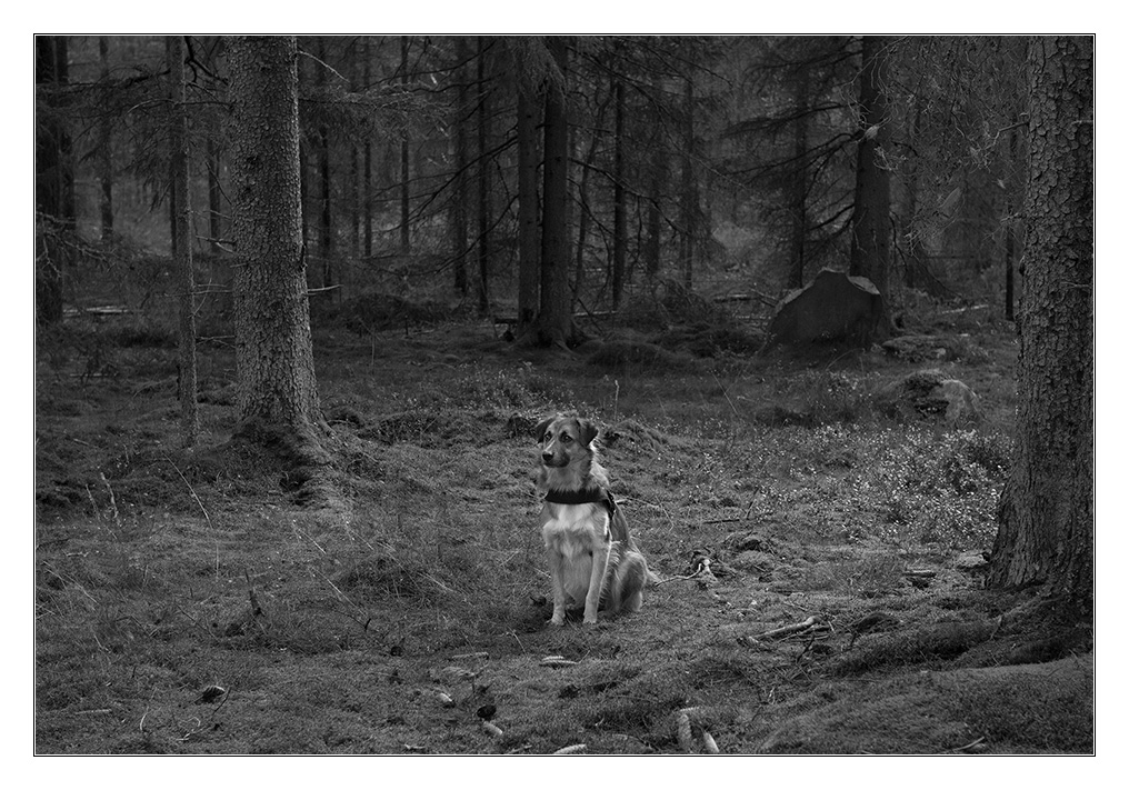 Bambi sw im wald