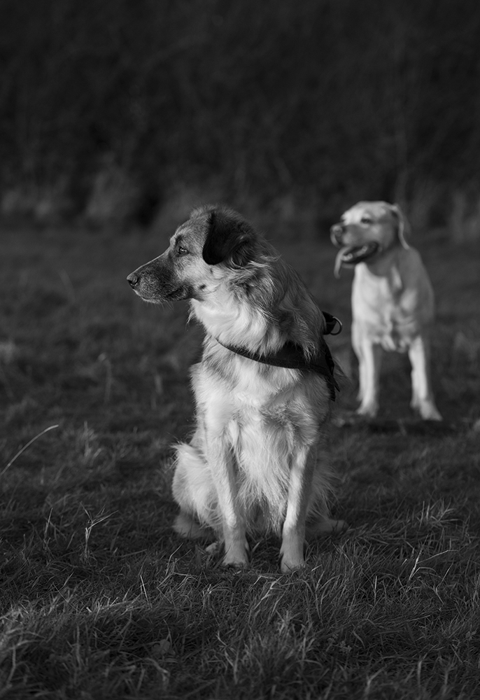 Bambi und Sina sw