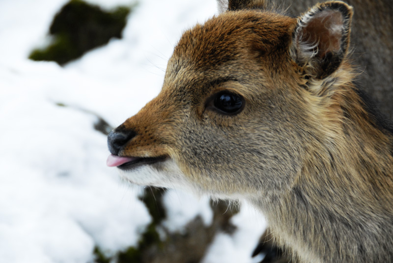 Bambi