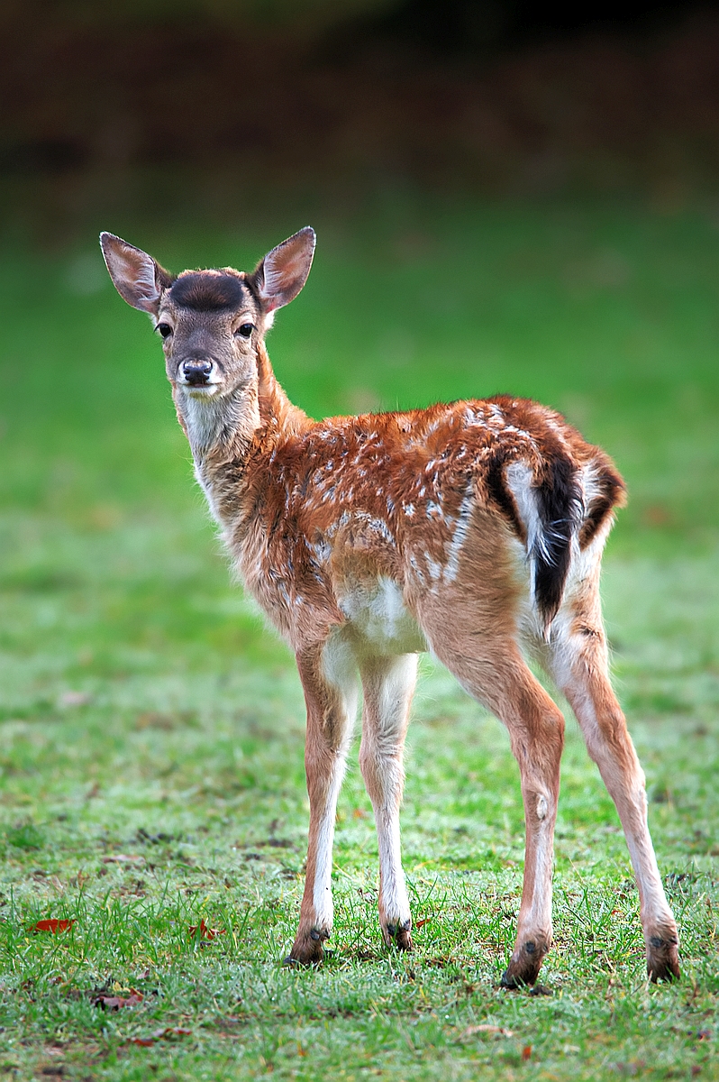 Bambi2.jpg