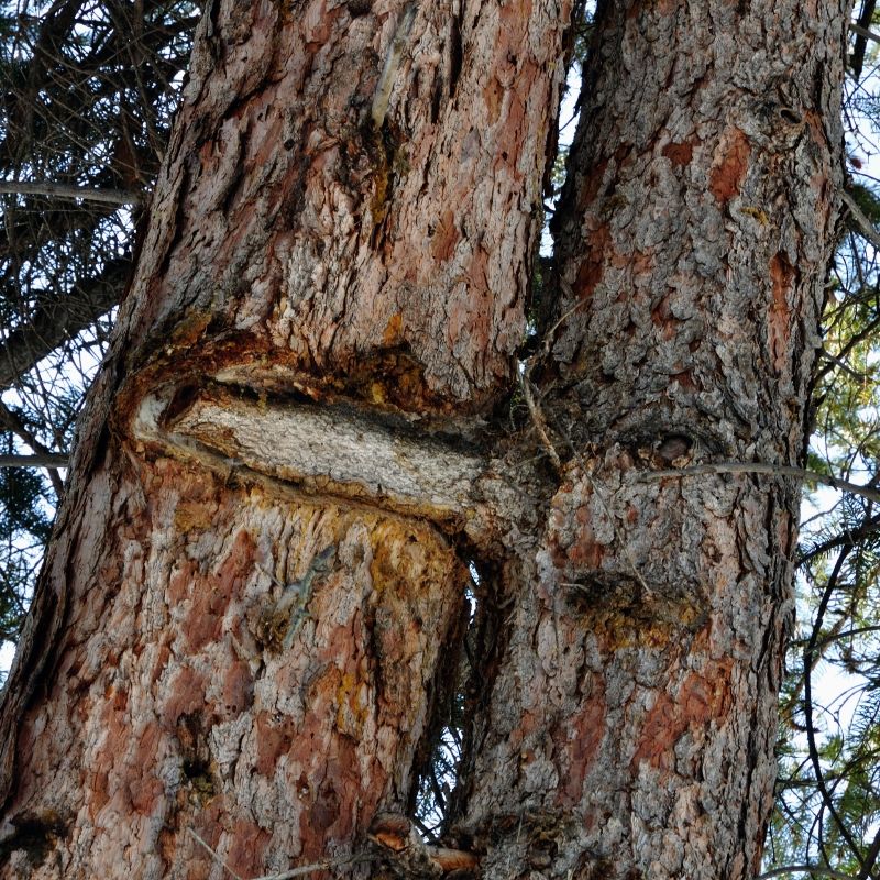 Banff National Park "Männlein-Weiblein"