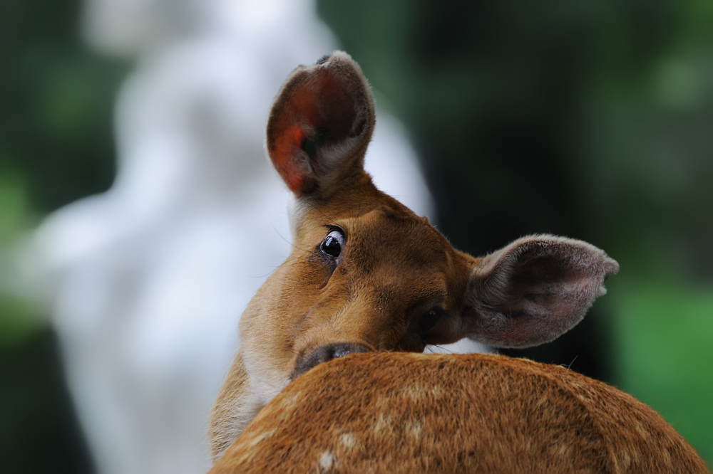 Barasingha
Zoo Berlin