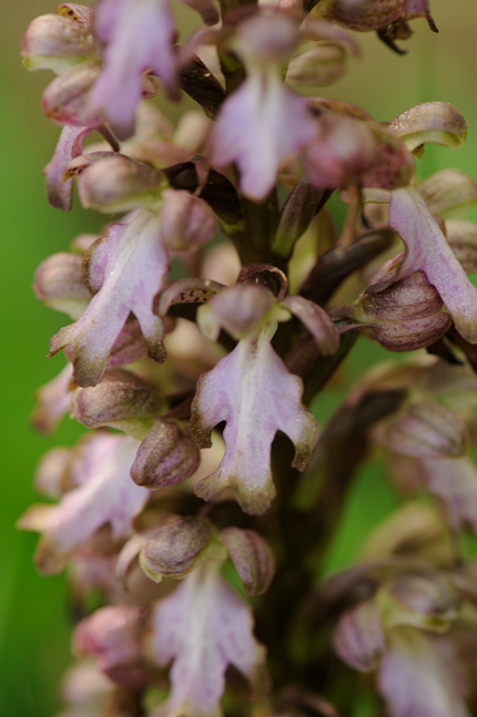 BarliaRobertianum_GLA_DSC5325_13x20x100.jpg