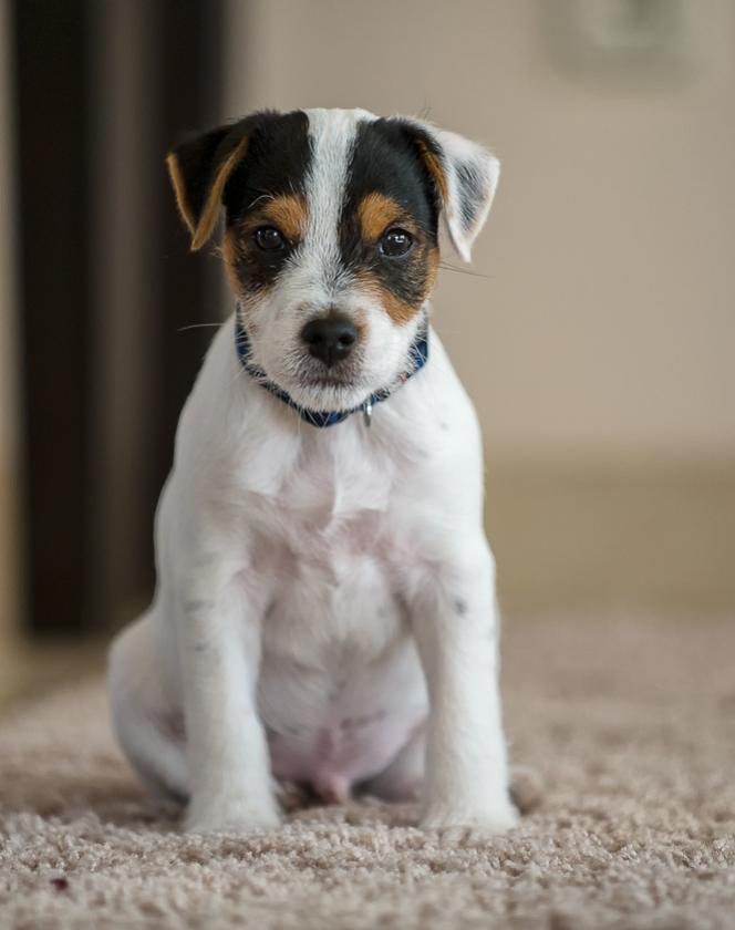 Barney (1 von 1)