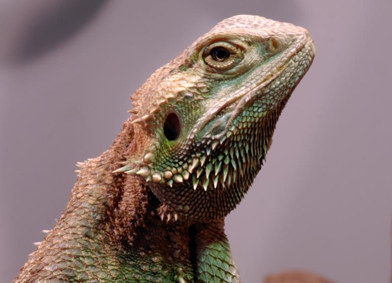 Bartagame DSC5172