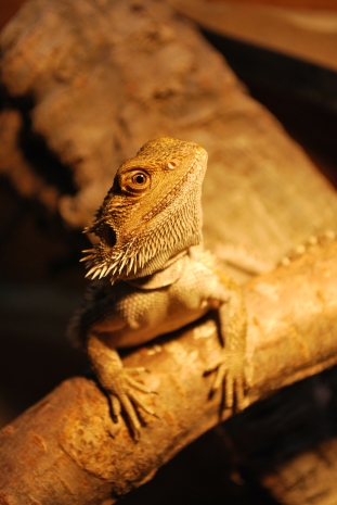 Bartagame "Spike"