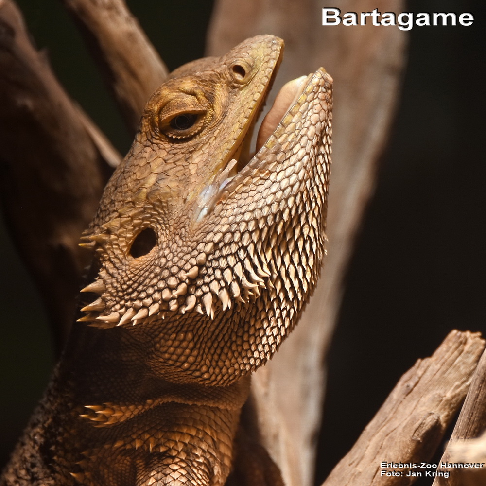 Bartagame