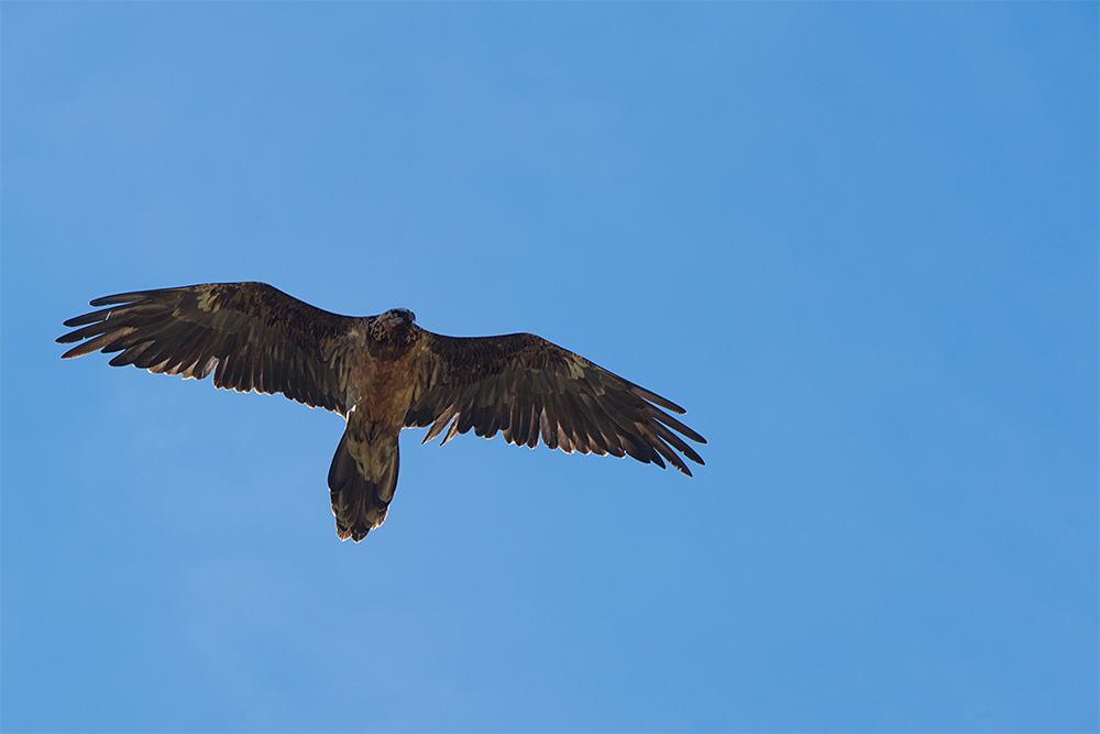 Bartgeier (Gypaetus barbatus)