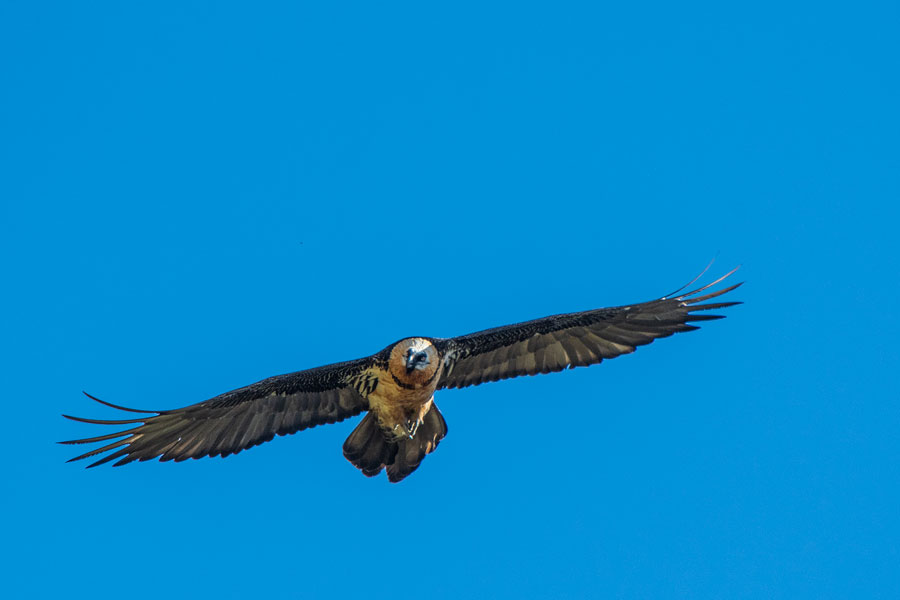 Bartgeier (Gypaetus barbatus)