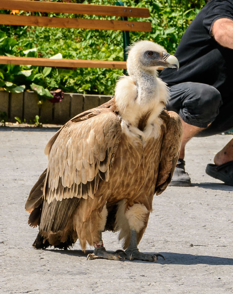 Bartgeier (Zoo Salzburg)