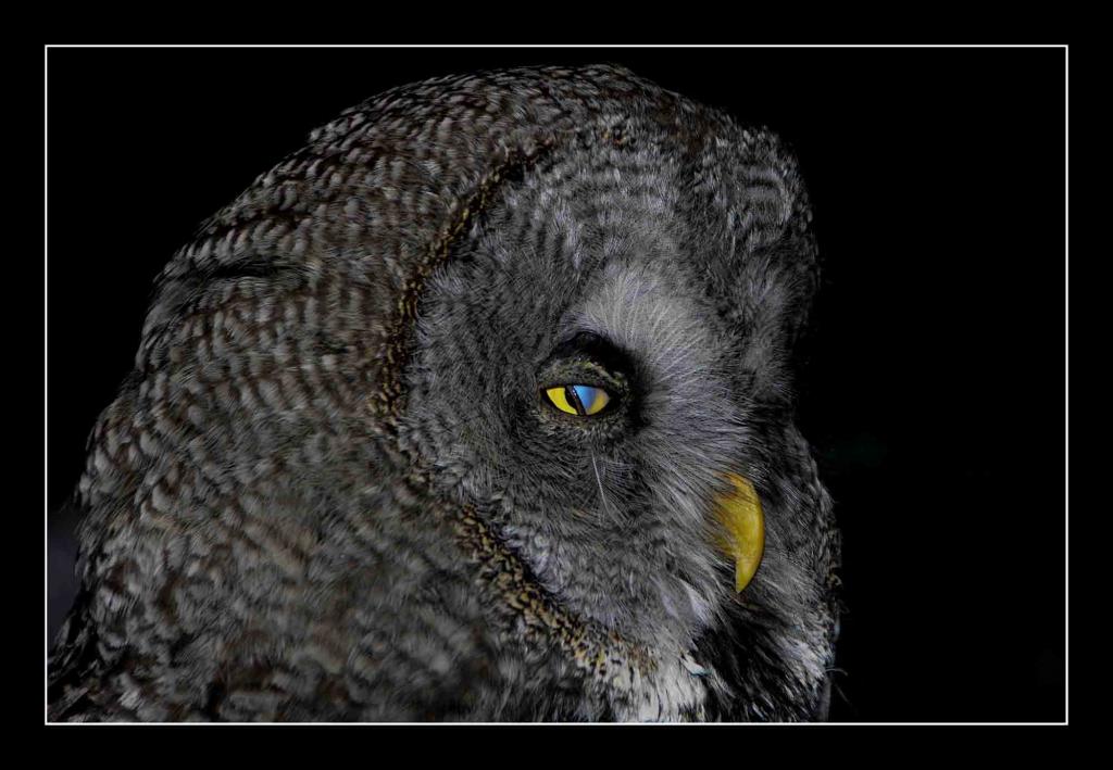 Bartkauz   Strix nebulosa