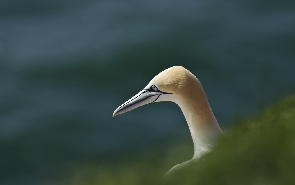 Basstölpel dsc7579
Nikon D300 mit Nikkor AF-S VR 200-400mm f/4G ED-IF 
400mm , F/6,3 , 1/1600 sek , ISO 250 , -0,7LW