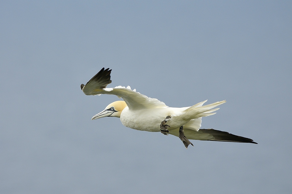 Basstölpel - Insel Runde - Nikkor AF 80-400 VR