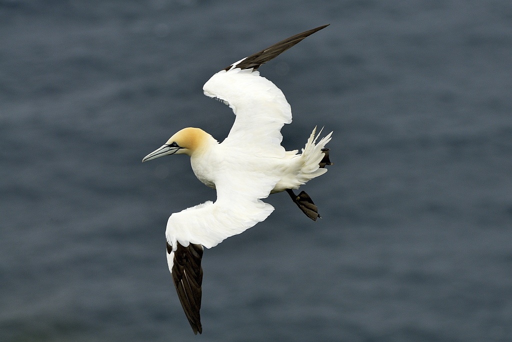 Basstölpel - Insel Runde - Nikkor AF 80-400 VR