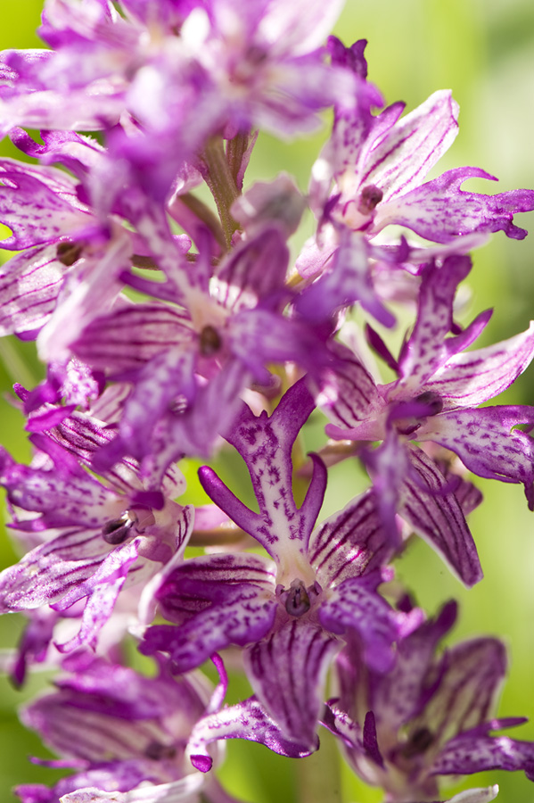 Bastard verm. O. militaris x O. purpurea, Crispenhofen