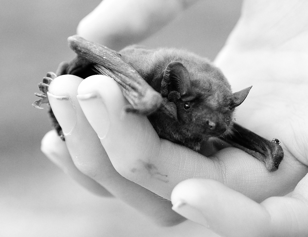 bat