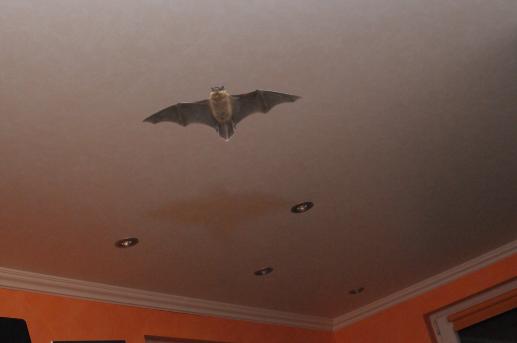 batgirl web